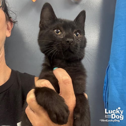 CARLOS - Domestic Short Hair available for adoption