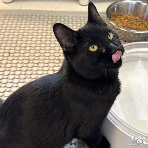 CARLOS - Domestic Short Hair available for adoption