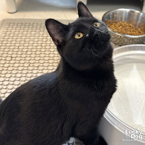 CARLOS - Domestic Short Hair available for adoption