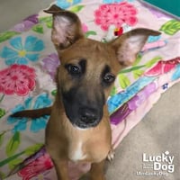Ginger - Photo 1