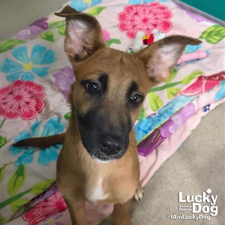 GINGER - Shepherd / Retriever available for adoption