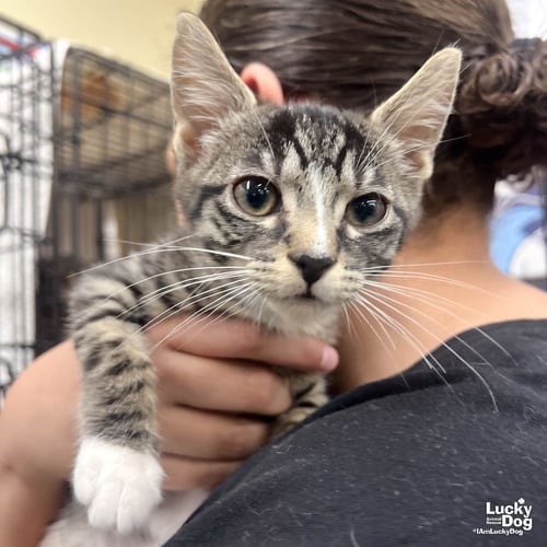 LIVIA - Domestic Short Hair available for adoption
