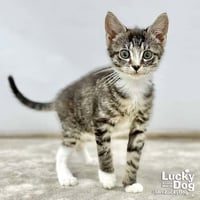 Livia - Photo 3