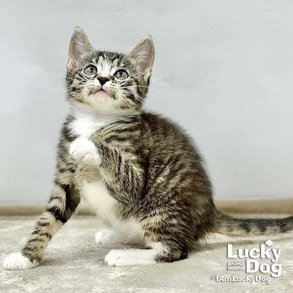 LIVIA - Domestic Short Hair available for adoption