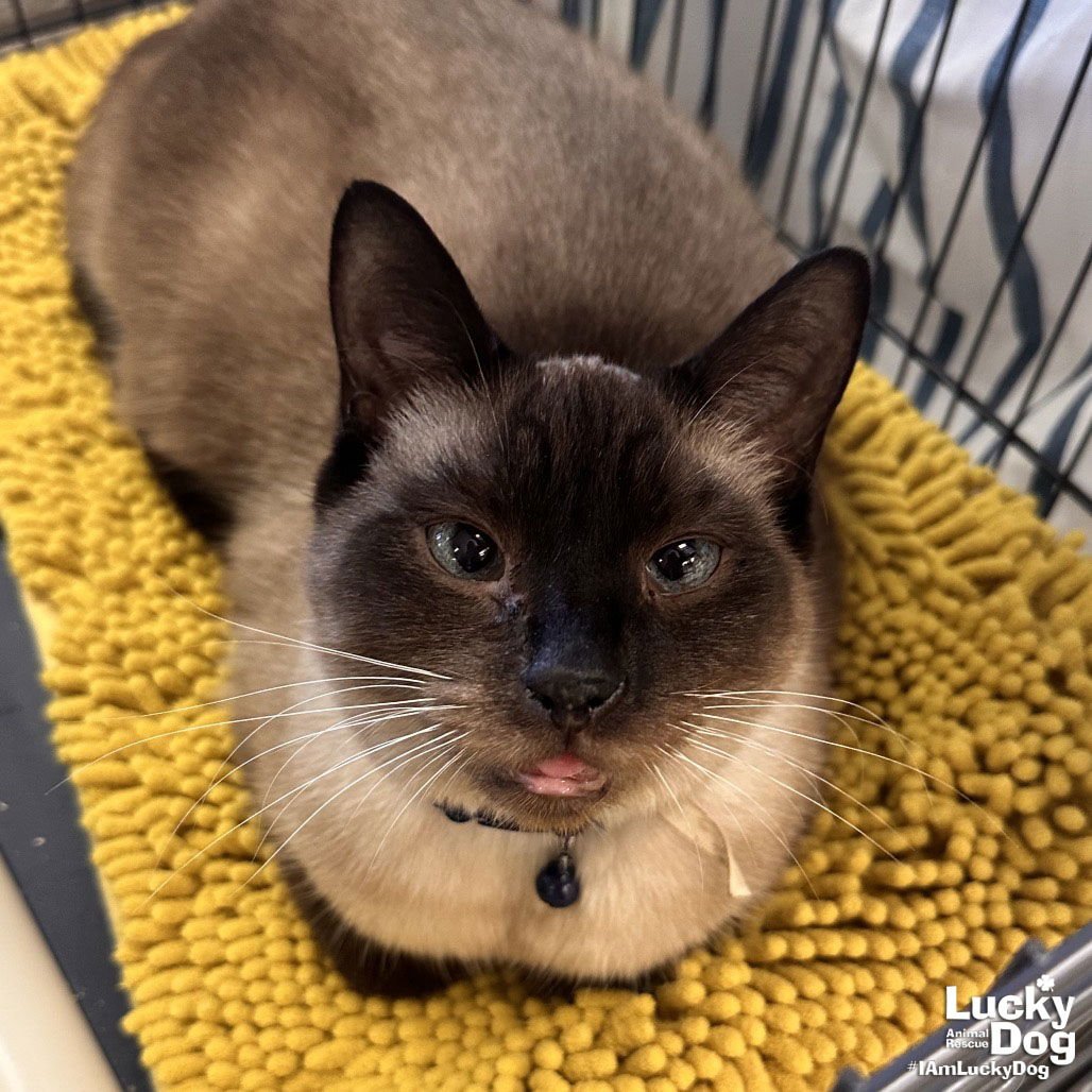 BIRDMAN - Siamese / Domestic Short Hair available for adoption