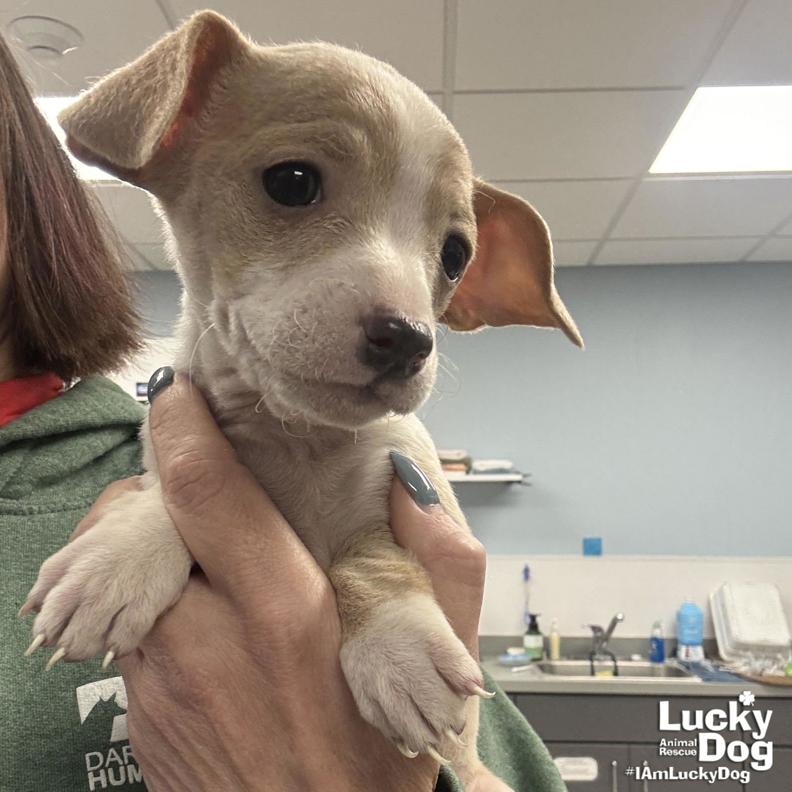 MARIGOLD - Chihuahua available for adoption