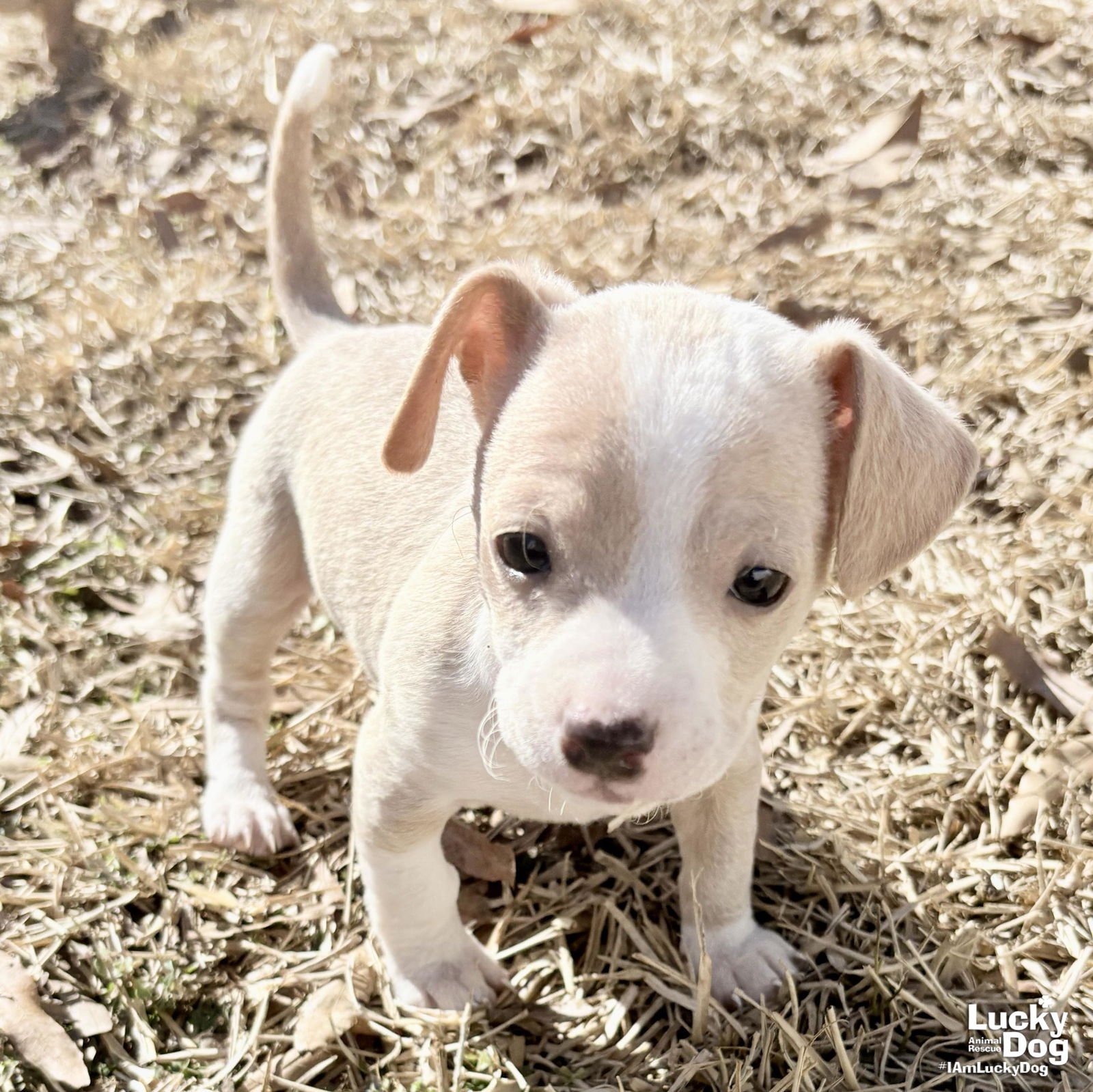 MARIGOLD - Chihuahua available for adoption