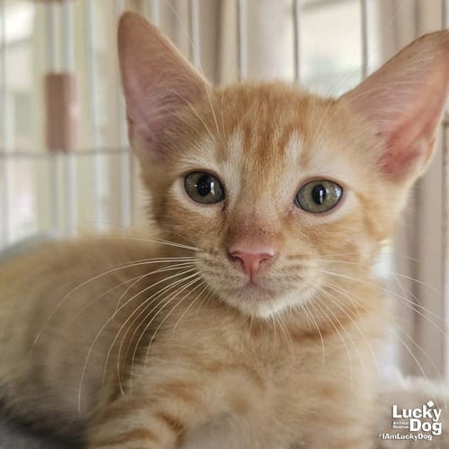 GOBLIN - Domestic Short Hair available for adoption
