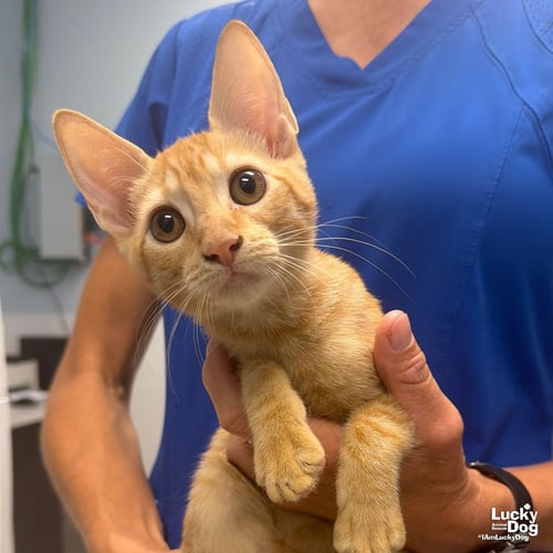 GOBLIN - Domestic Short Hair available for adoption