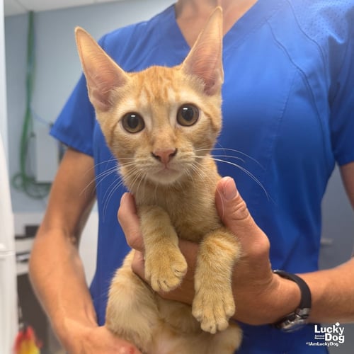 GOBLIN - Domestic Short Hair available for adoption