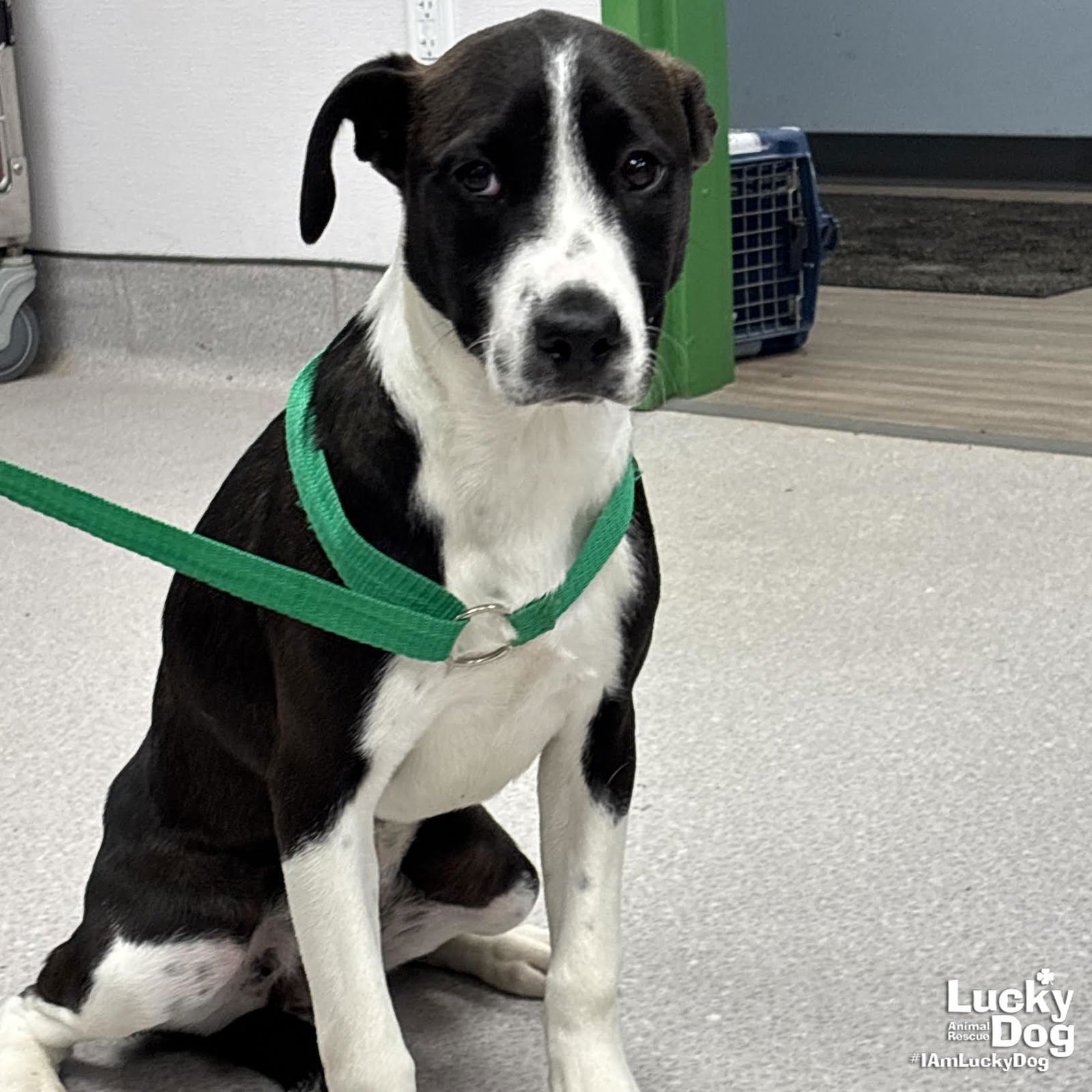 FRITA - Labrador Retriever / Shepherd available for adoption