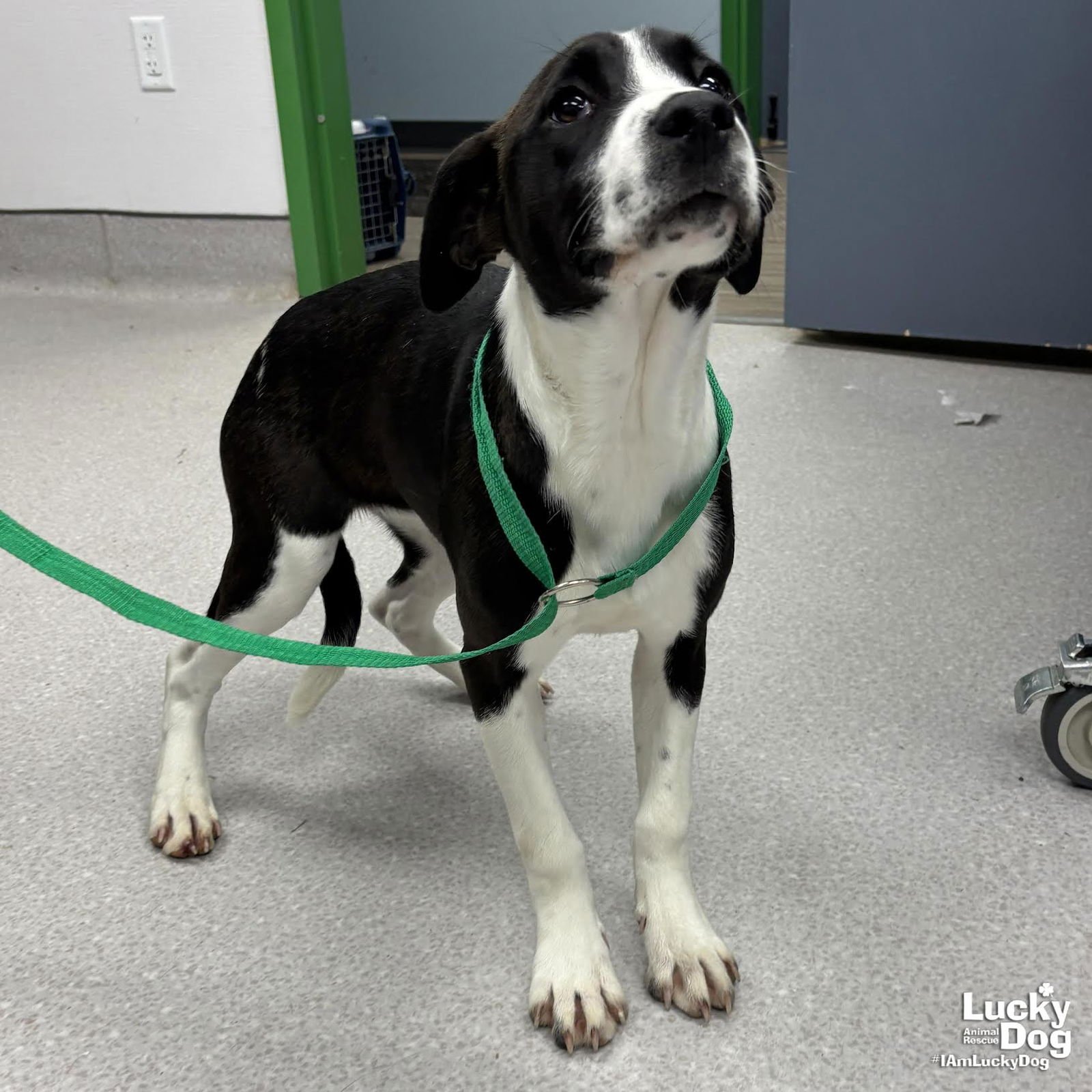 FRITA - Labrador Retriever / Shepherd available for adoption