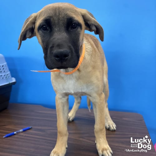 SERENA - Labrador Retriever / Shepherd available for adoption