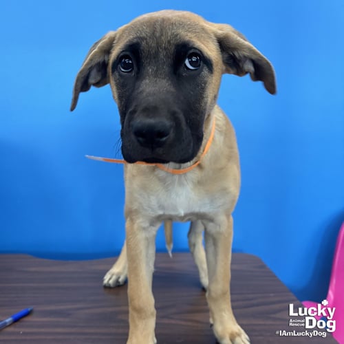 SERENA - Labrador Retriever / Shepherd available for adoption