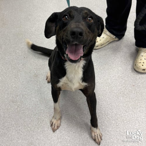 CARL - Beagle / Shepherd available for adoption