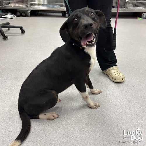 CARL - Beagle / Shepherd available for adoption