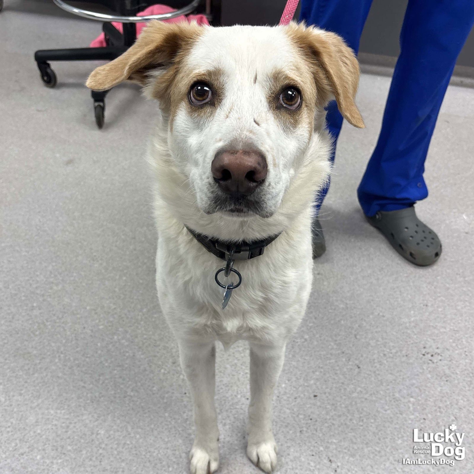 HATCHI - Shepherd / Hound available for adoption