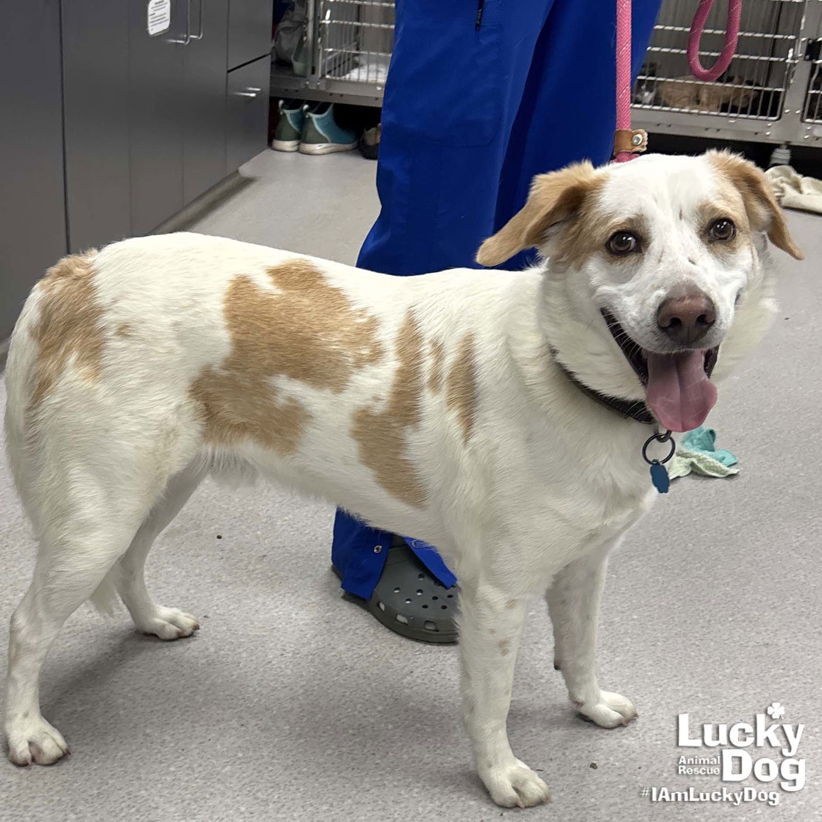 HATCHI - Shepherd / Hound available for adoption