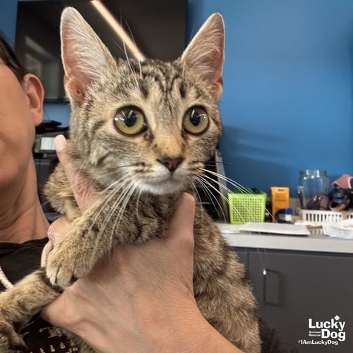 VICTORY - Domestic Short Hair available for adoption