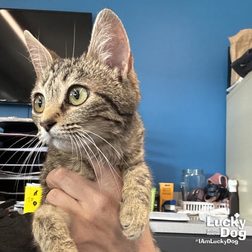 VICTORY - Domestic Short Hair available for adoption