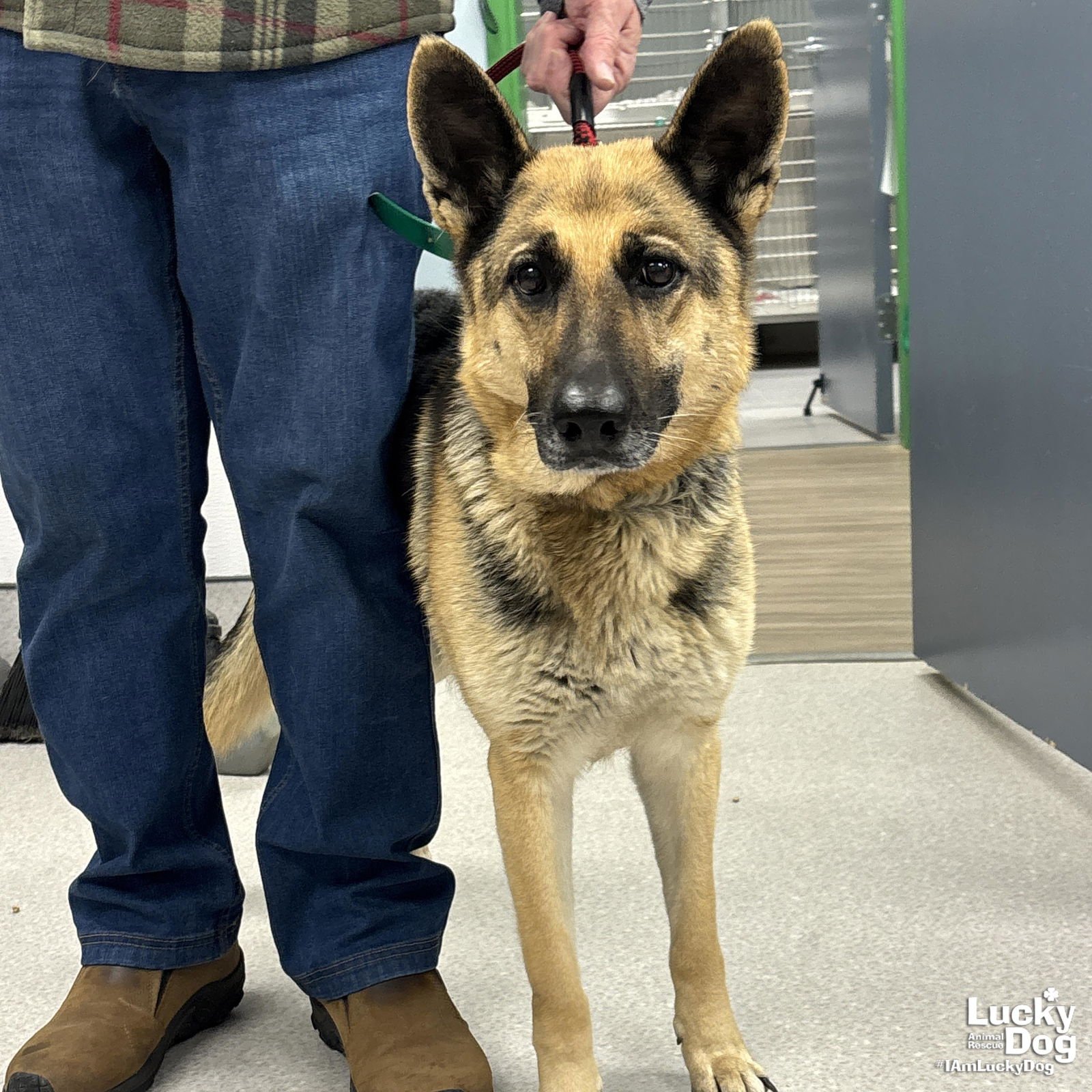 BRIDGET - German Shepherd Dog available for adoption