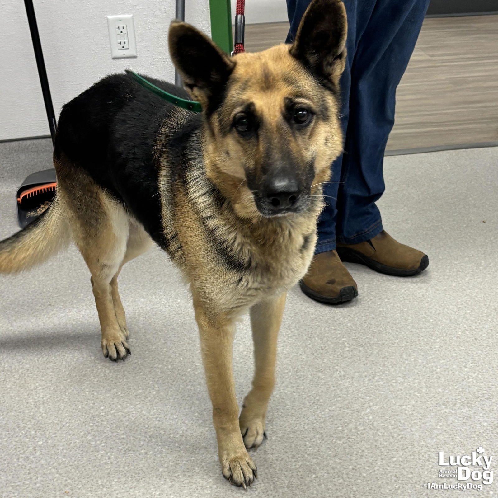 BRIDGET - German Shepherd Dog available for adoption