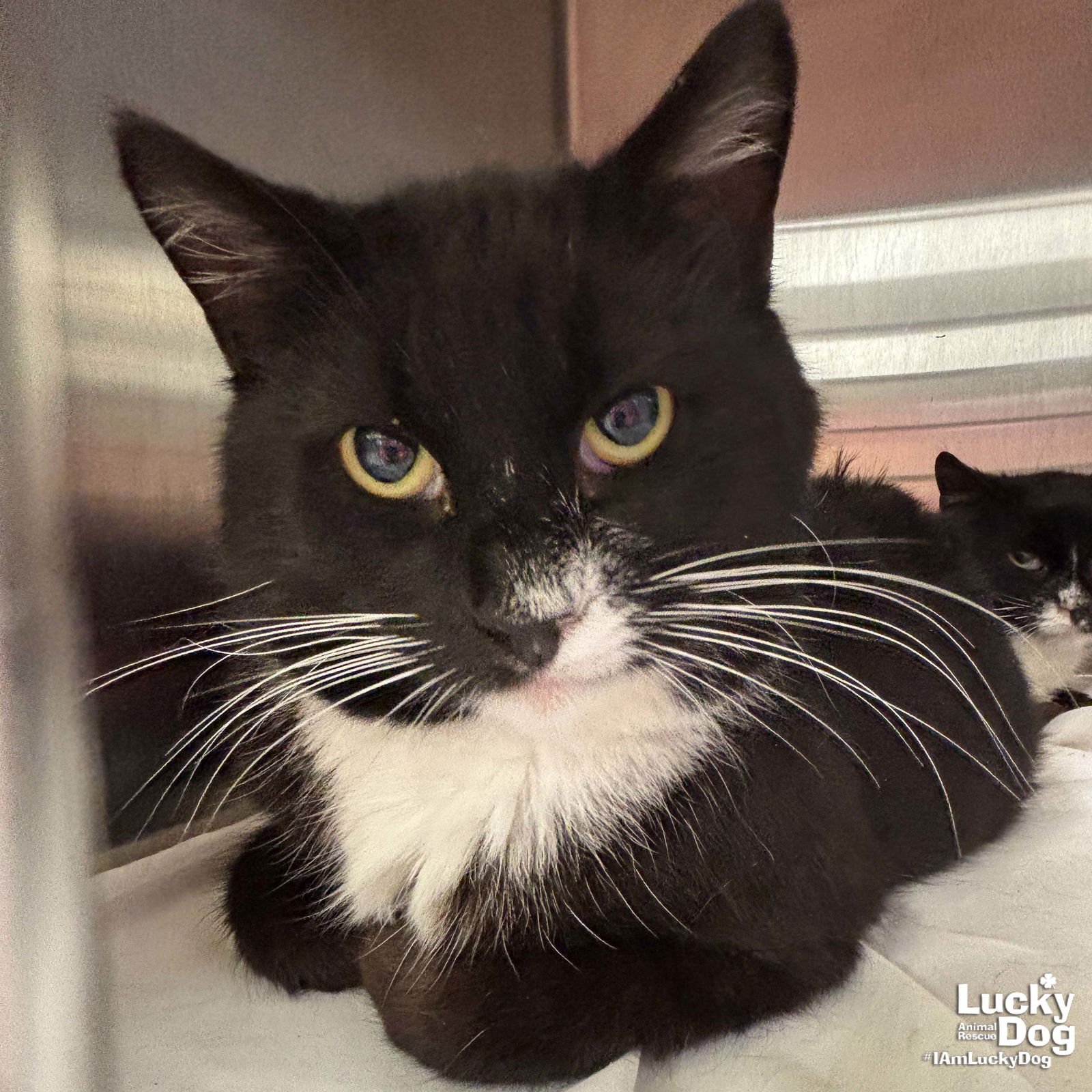 MR. MEOW MAN - Domestic Medium Hair available for adoption