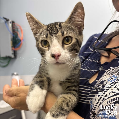 ZEB - Domestic Short Hair available for adoption