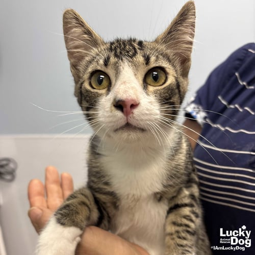 ZEB - Domestic Short Hair available for adoption