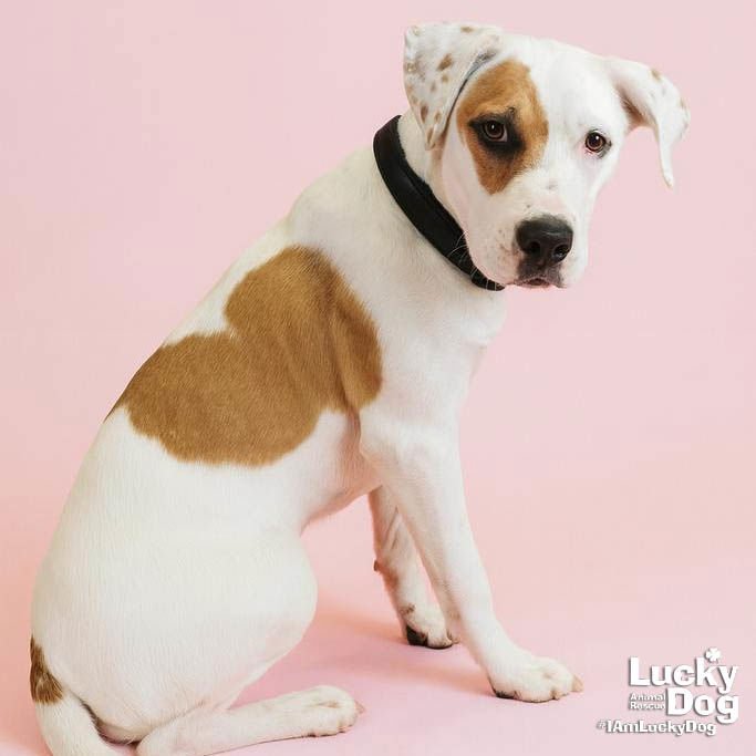 PEPSI - Hound / Boxer available for adoption