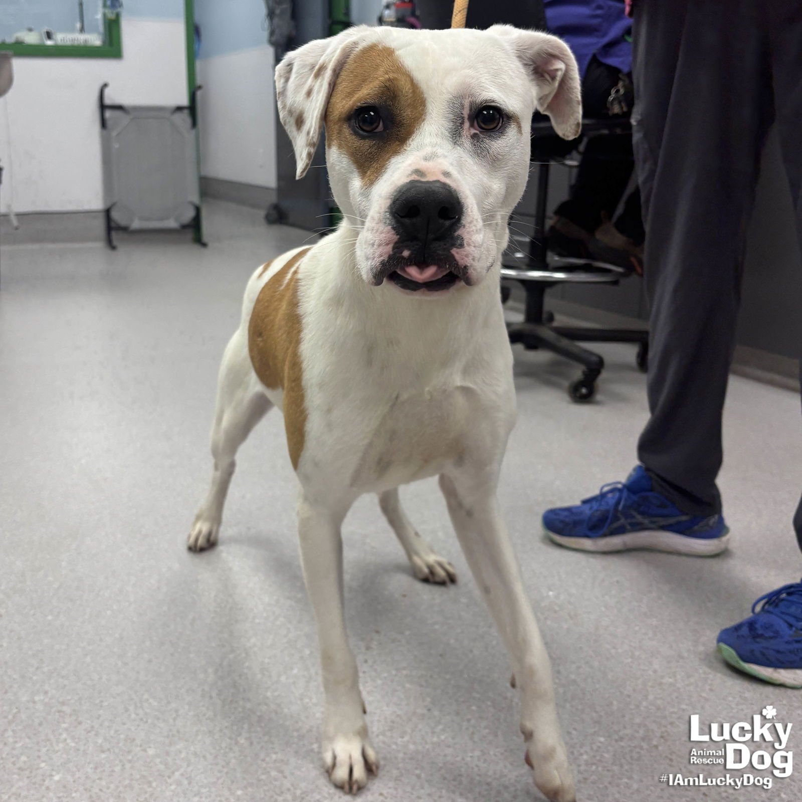 PEPSI - Hound / Boxer available for adoption