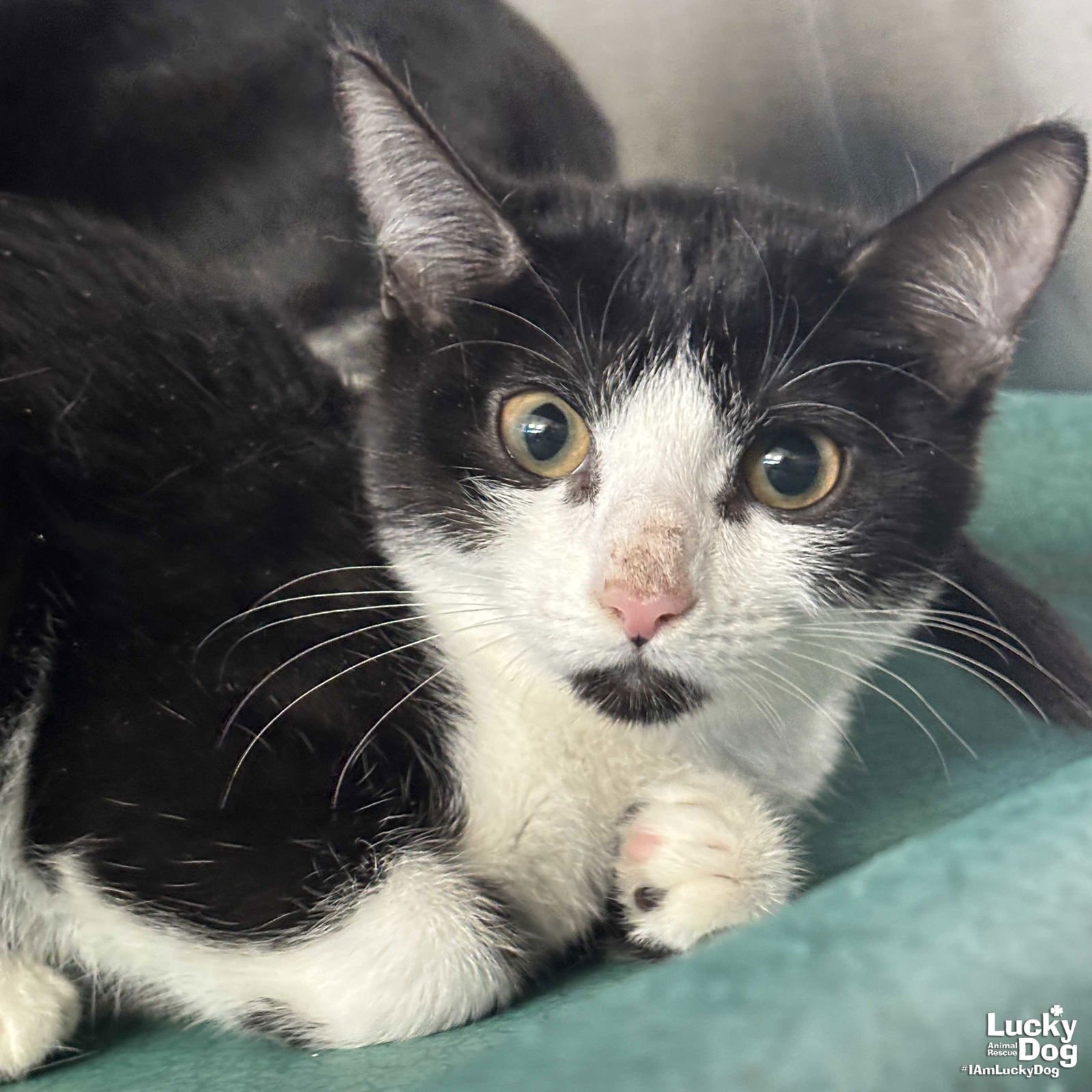 LUPIN - Domestic Short Hair available for adoption