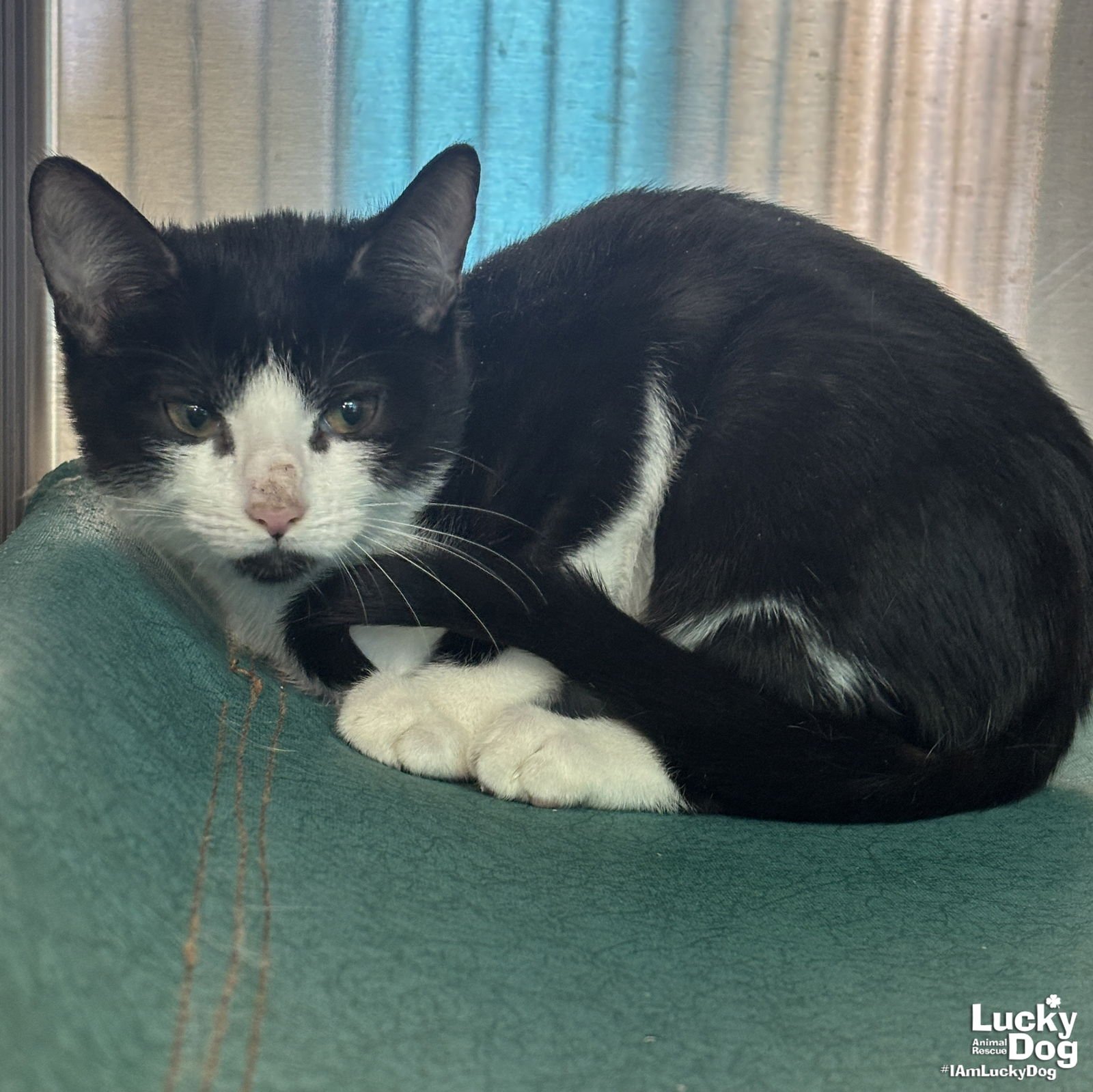 LUPIN - Domestic Short Hair available for adoption