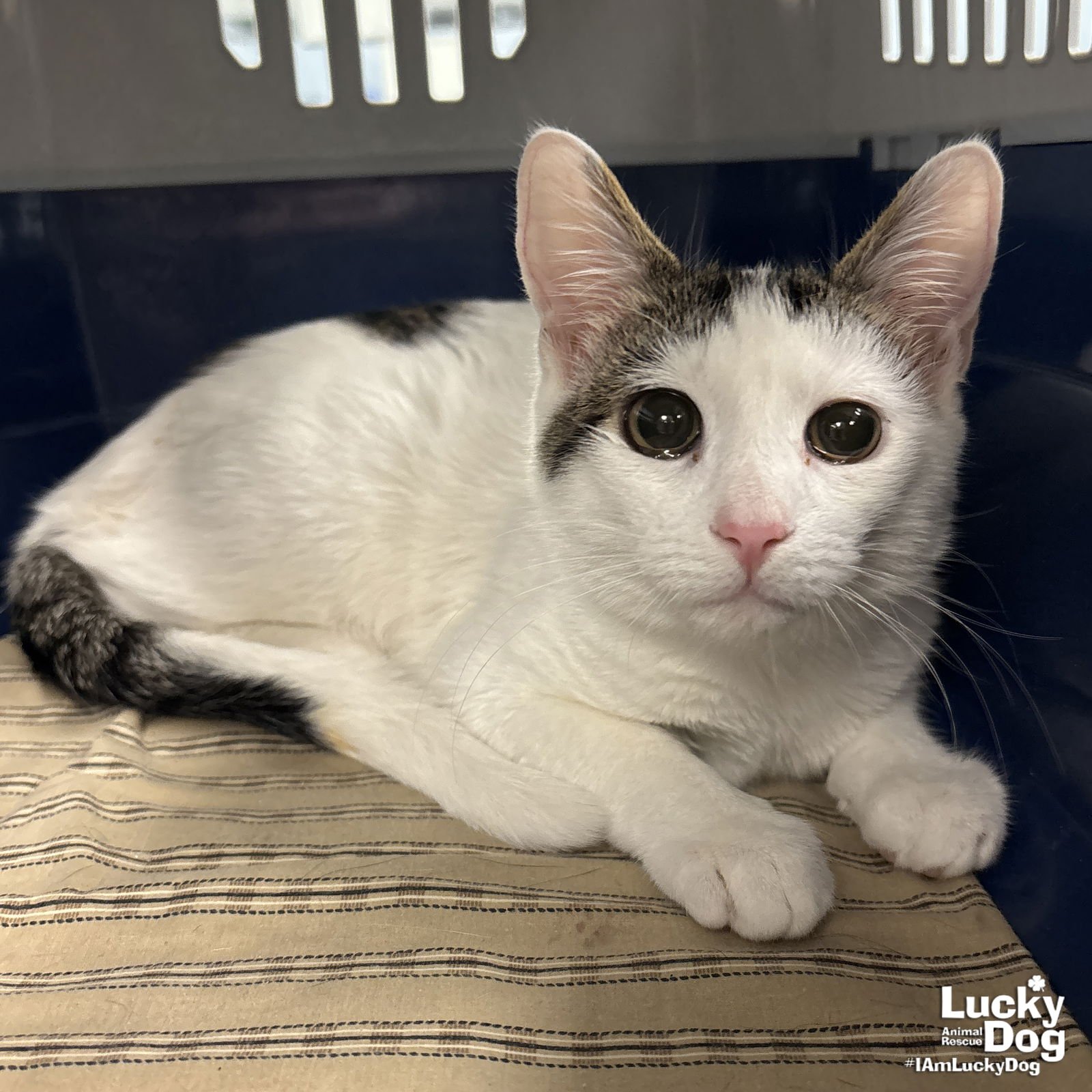 BOX - Domestic Short Hair available for adoption