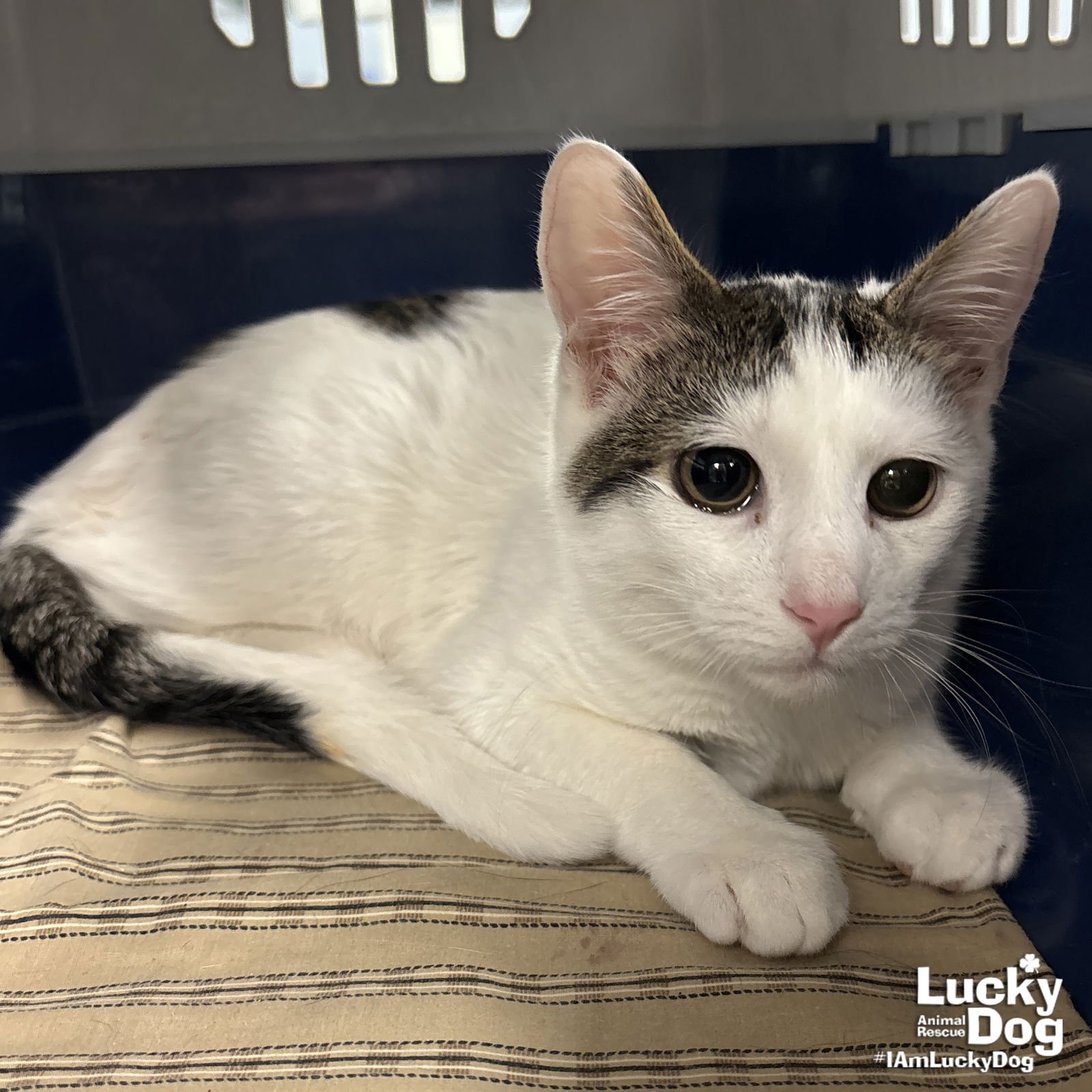 BOX - Domestic Short Hair available for adoption