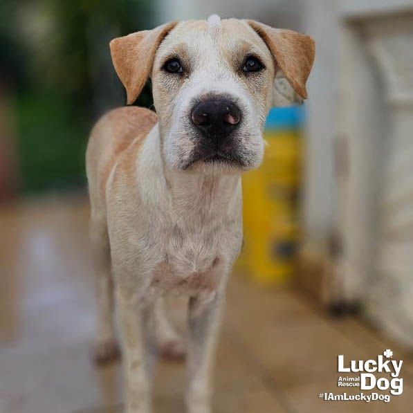 TOAD - Labrador Retriever available for adoption