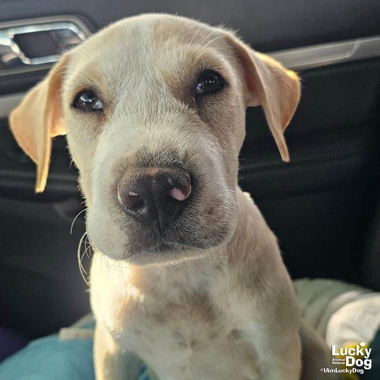 TOAD - Labrador Retriever available for adoption