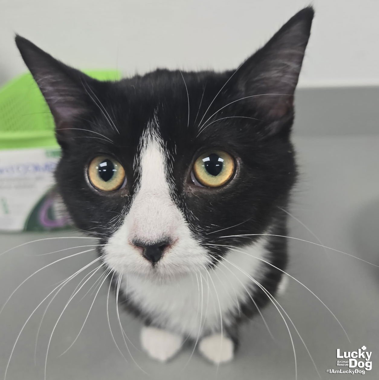 SWEET FLORA - Domestic Short Hair available for adoption