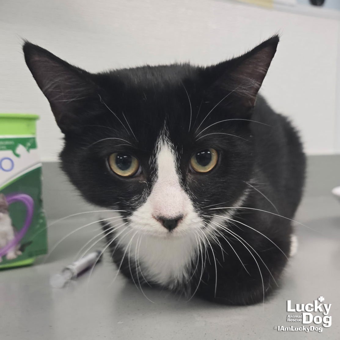 SWEET FLORA - Domestic Short Hair available for adoption