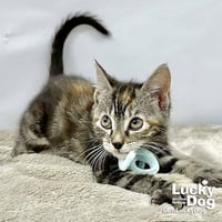 Lillybeth - Photo 4