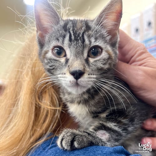 LILLYBETH - Domestic Short Hair available for adoption