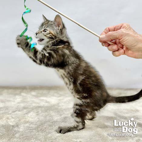 LILLYBETH - Domestic Short Hair available for adoption