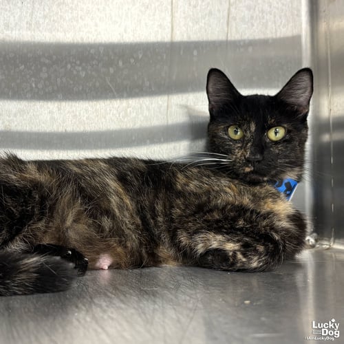 RAIN - Domestic Short Hair available for adoption