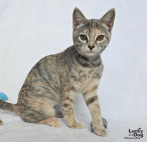 YUMI - Domestic Short Hair available for adoption