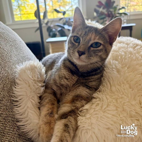 YUMI - Domestic Short Hair available for adoption
