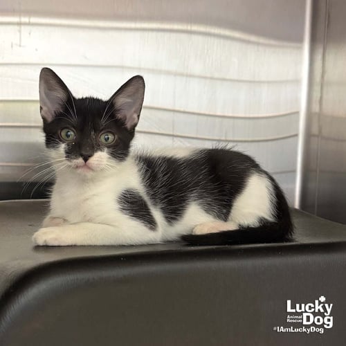 MINT - Domestic Short Hair available for adoption