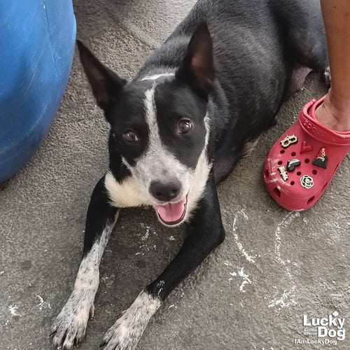 JULIET - Australian Cattle Dog/Blue Heeler available for adoption