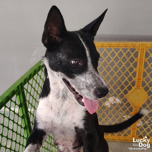 JULIET - Australian Cattle Dog/Blue Heeler available for adoption