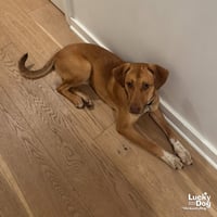 Dobby - Photo 4