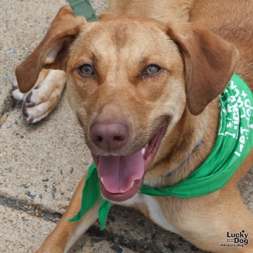 DOBBY - Shepherd / Labrador Retriever available for adoption